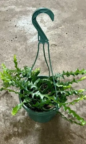 8" HB Cactus Ric Rac