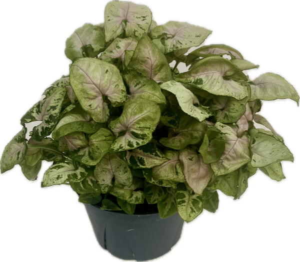 6" Syngonium Tiffany