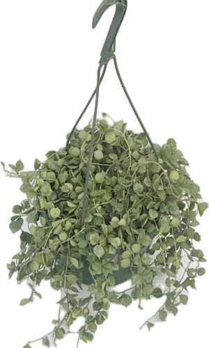 8" Hoya Curtisii Hanger