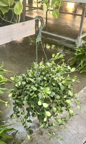 8" Hoya Pubera HB