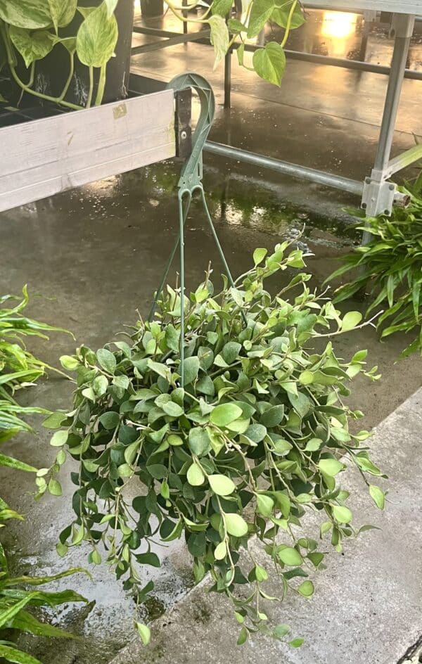8" Hoya Pubera HB