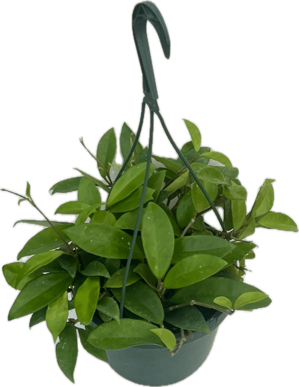 8" Hoya Hanger