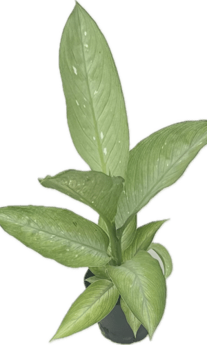 4" Dieffenbachia Millky Way