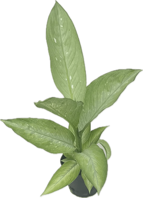 4" Dieffenbachia Millky Way