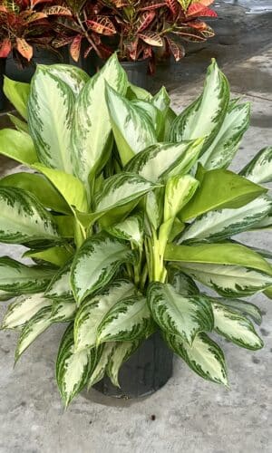 10" Aglaonema Silver Bay