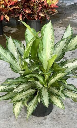 10" Aglaonema Emerald Bay