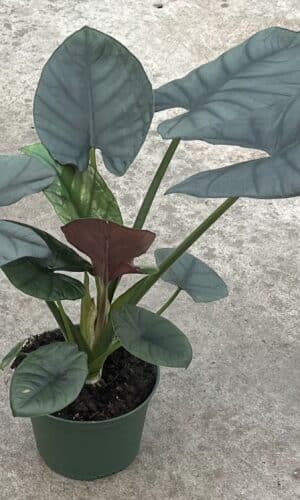 6" Alocasia Reginae