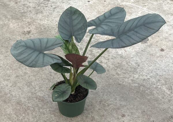 6" Alocasia Reginae