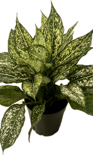 6" Aglaonema Wintery Winehouse