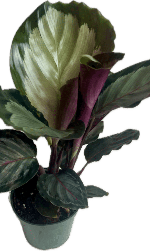 Calathea  4-In Mysty