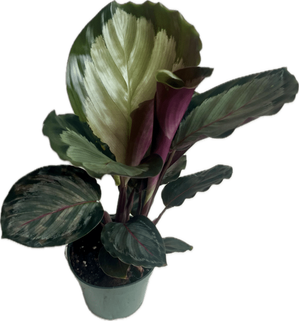 Calathea  4-In Mysty
