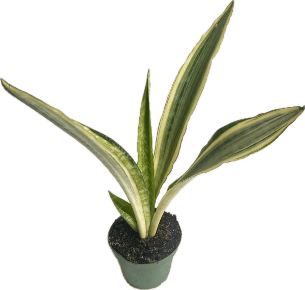 Sanseveria 4-In Lauren