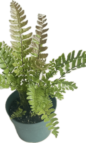 6" Mahogany Fern