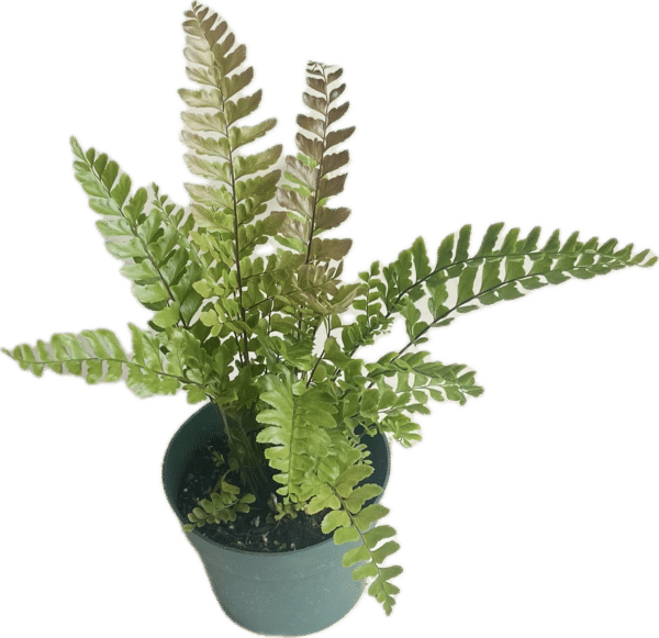 6" Mahogany Fern