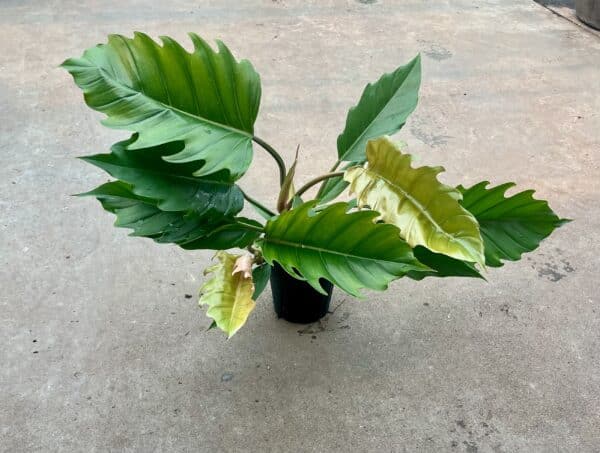 6" Philodendron Choco Empress