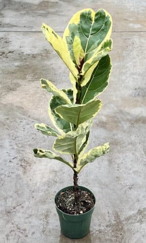 6" Fiddle Fig Variegated