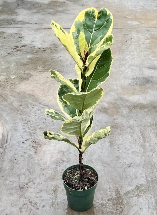 6" Fiddle Fig Variegated