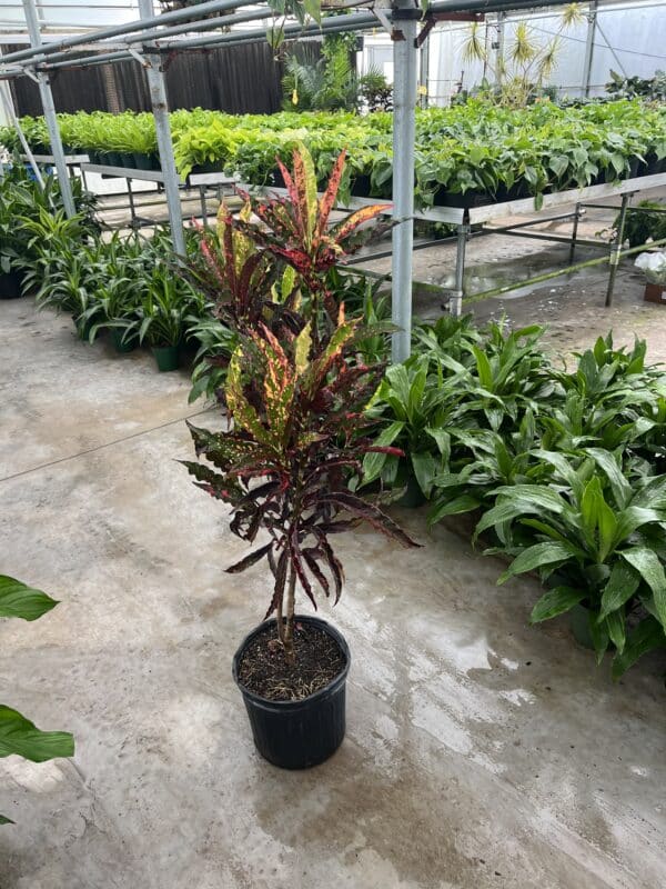 10" Croton Pie Crust Tree