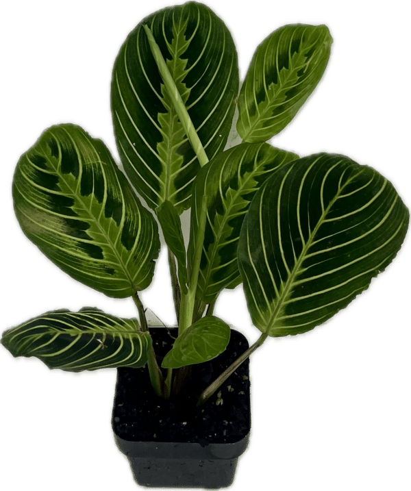 3" Maranta Lemon