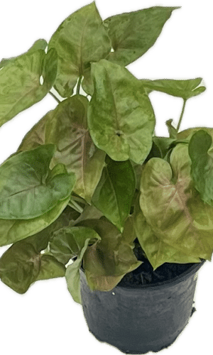4" Syngonium Berry