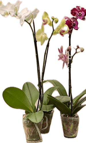 3" Orchid