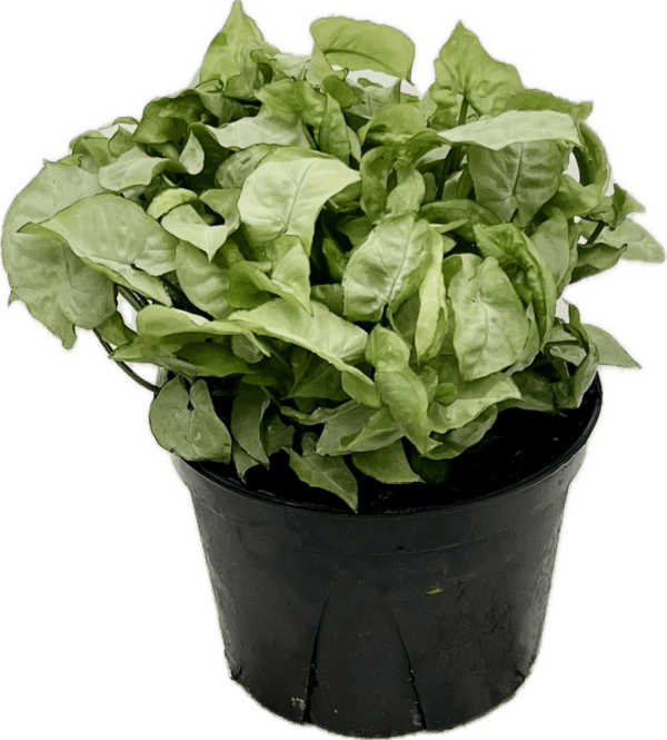 6" Syngonium Snow Country