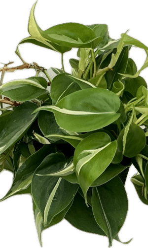 6" Cream Splash Philodendron