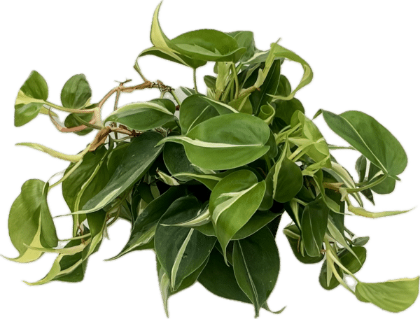 6" Cream Splash Philodendron