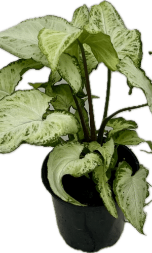 4" Syngonium Holly