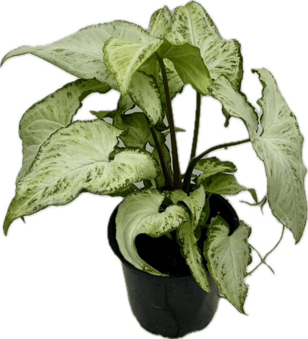 4" Syngonium Holly