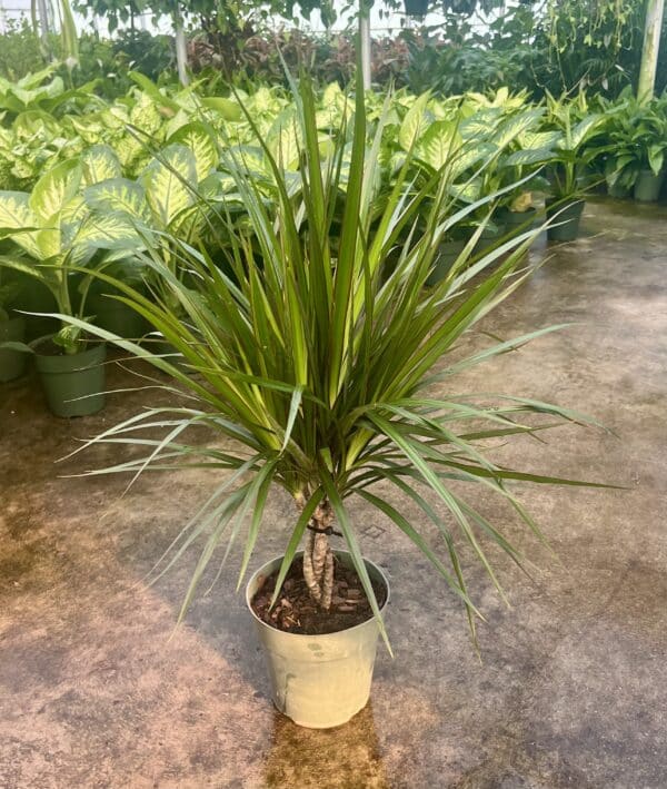 6" Margi (Braid)