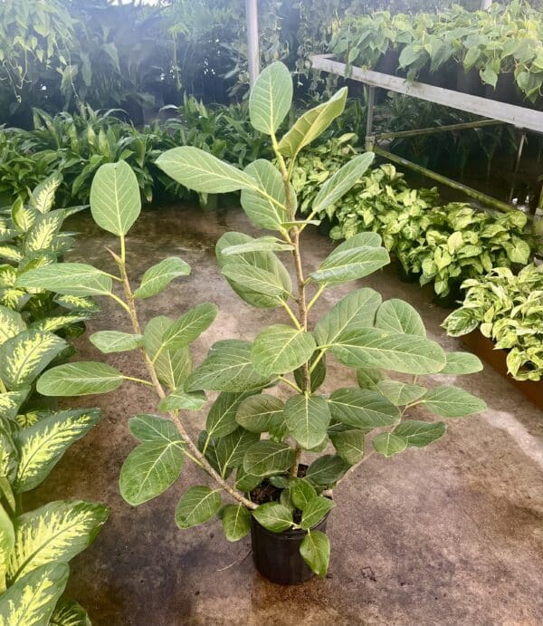 8" Audrey Bush