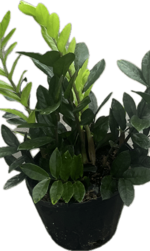 8" ZZ Plant Black