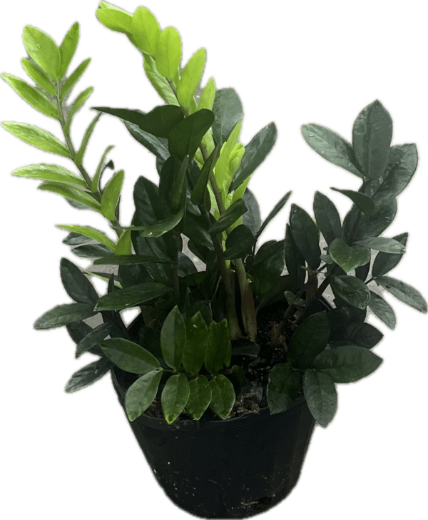8" ZZ Plant Black