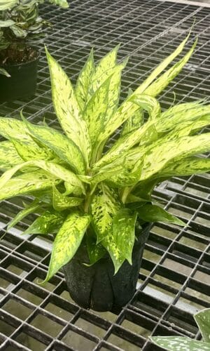 6" Dieffenbachia Starbright