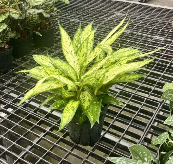 6" Dieffenbachia Starbright