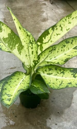 8" Dieffenbachia Hybrid Mary