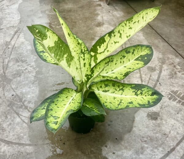 8" Dieffenbachia Hybrid Mary