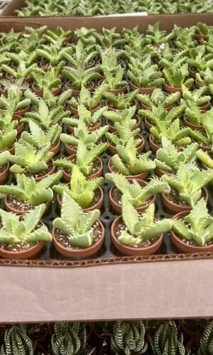 1" Succulent Tiger Jaw