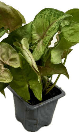 3" Syngonium Maria