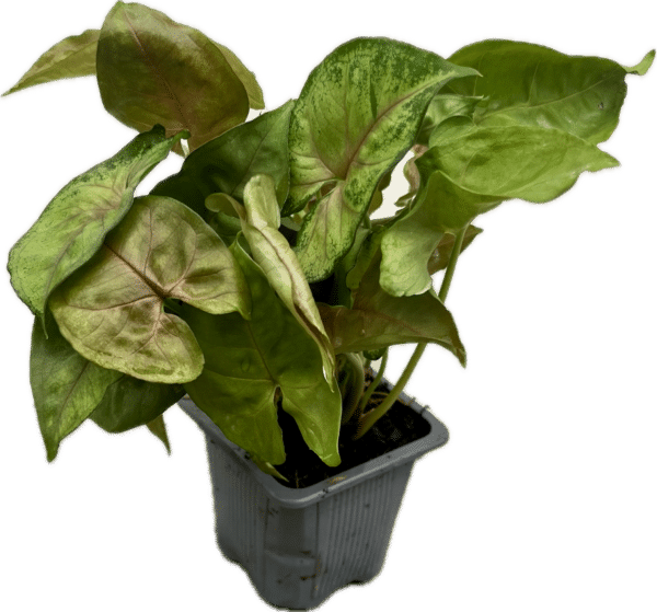 3" Syngonium Maria