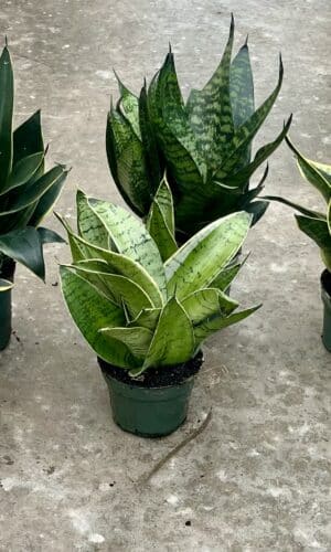 4” Starpower Sansevieria 6pk Asst