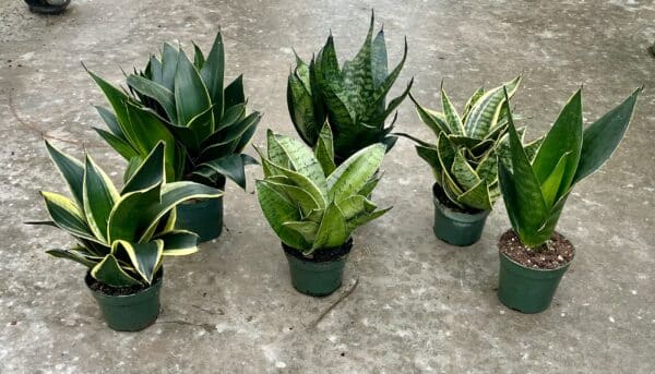 4” Starpower Sansevieria 6pk Asst