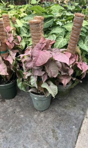 6" Syngonium Pink Pole