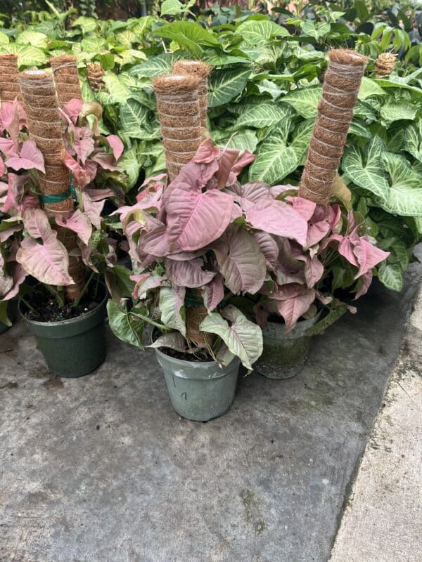6" Syngonium Pink Pole