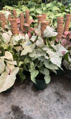 6" Syngonium Confetti Pole