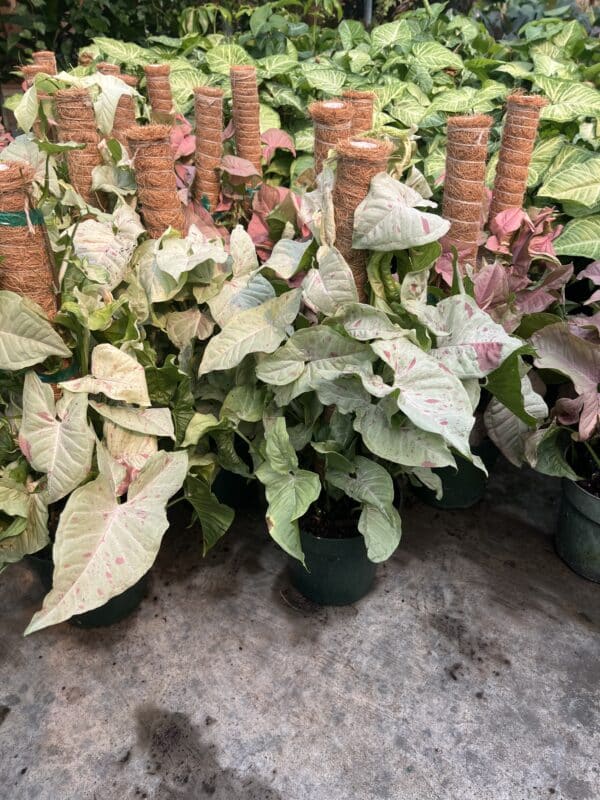6" Syngonium Confetti Pole