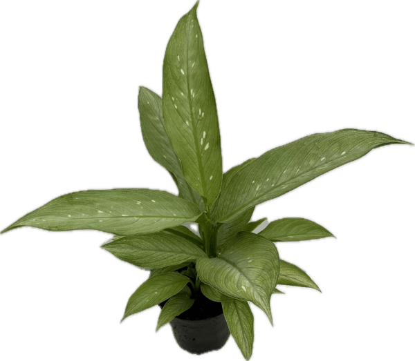 4" Dieffenbachia Milky Way