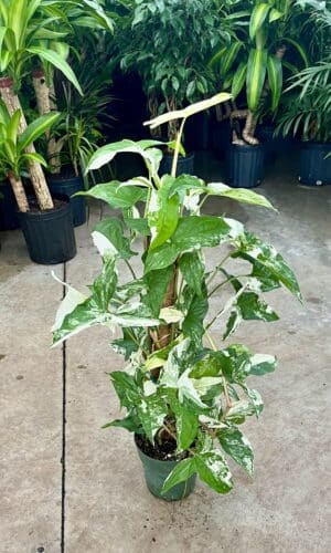 6" Syngonium Albo Pole