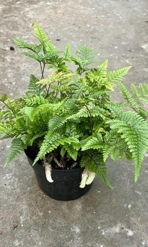 6" Fern Rabbits Foot